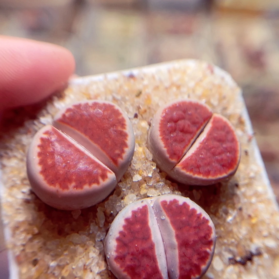 603号带盆包邮发货