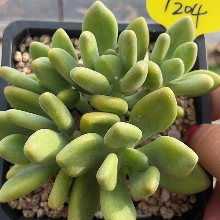 芒果美人多肉植物204