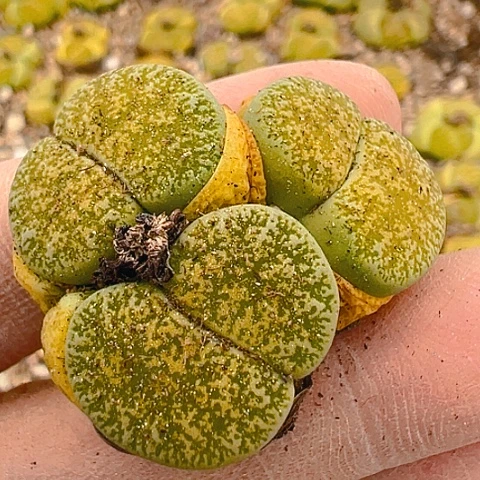 8****520443团团圆圆呀