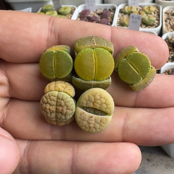 G356绿帽子和黄绿富贵