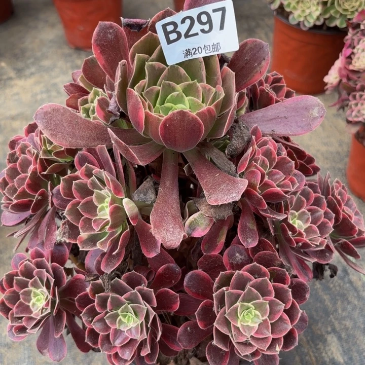 瑞妈多肉植物，297金