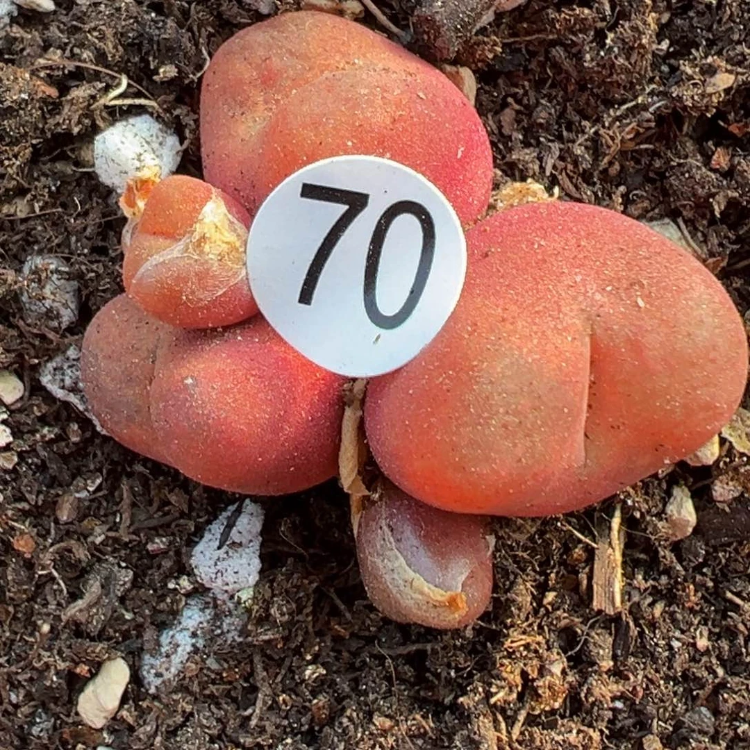 多肉植物111111111111111