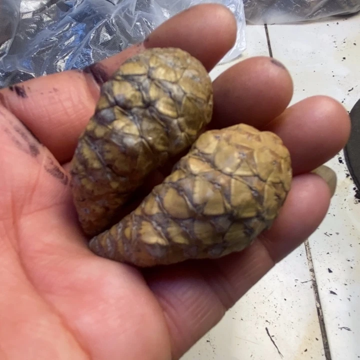 文玩核桃吊坠东北地区112