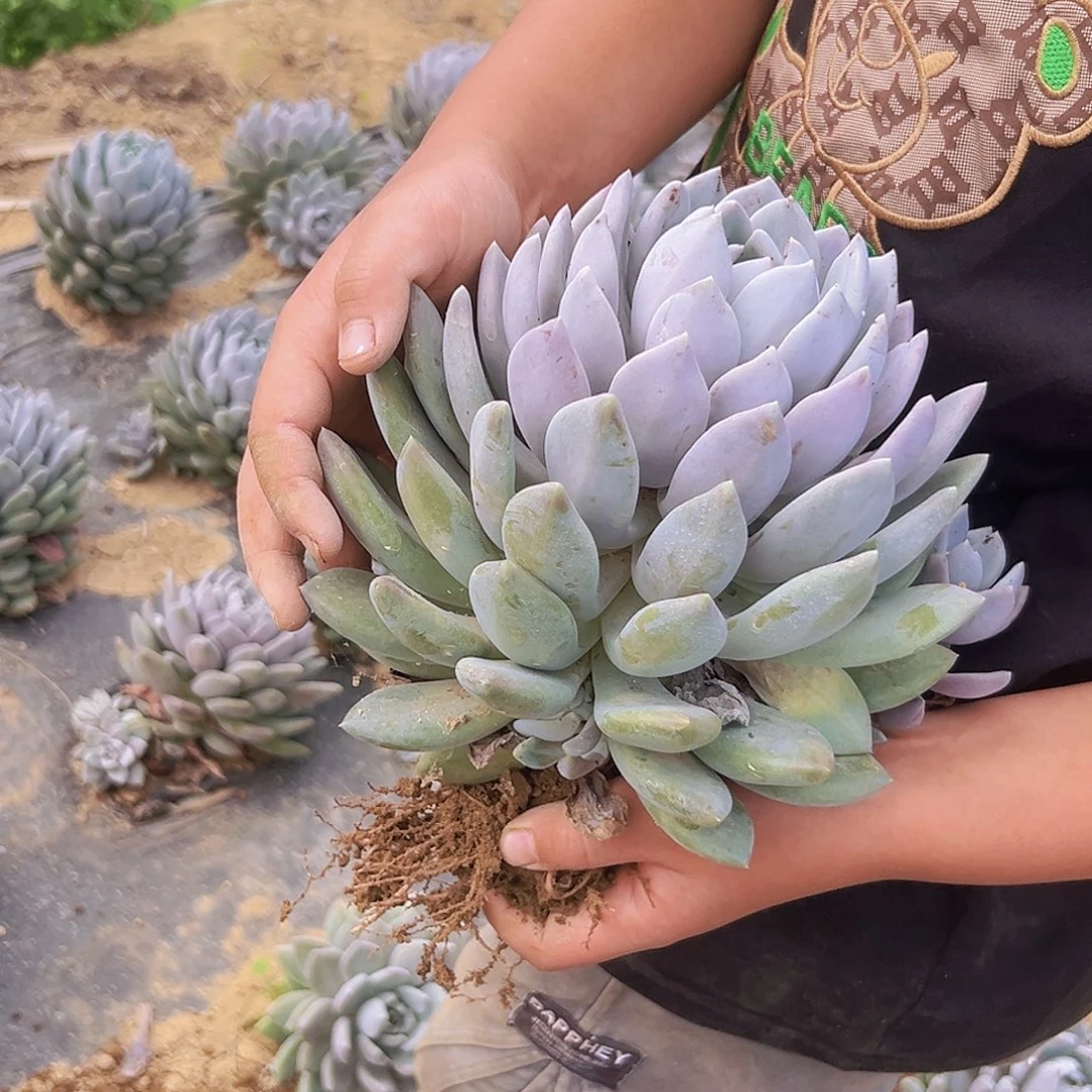 胖美人单头一个基地直发