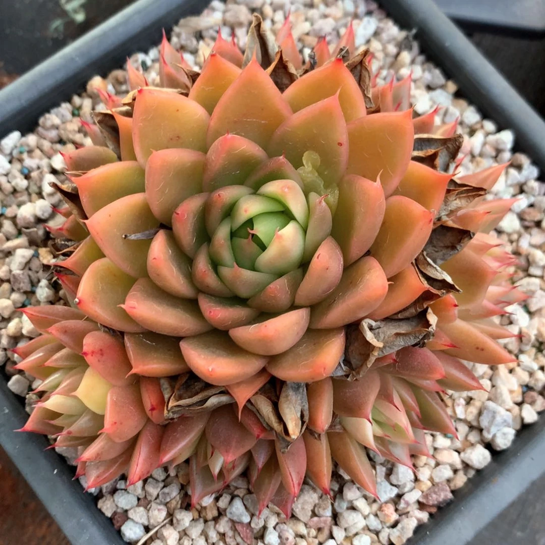 5782瑕疵不售后特价处理