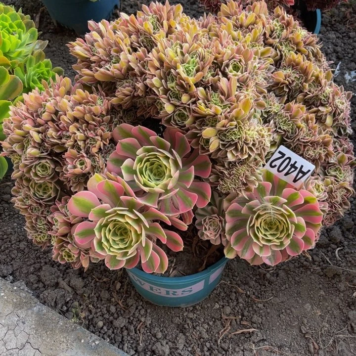 女巫法师15–19包邮