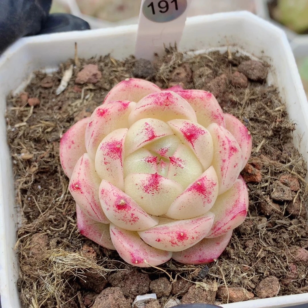 麦秆58包邮  群生不包整191