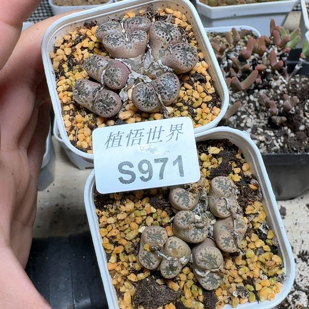 971号多肉植物哇f f
