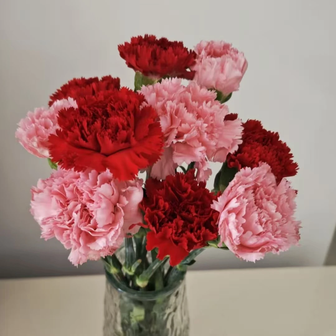 红粉混色单头康乃馨【2单顺丰或京东】云南鲜花室内水养基地直发