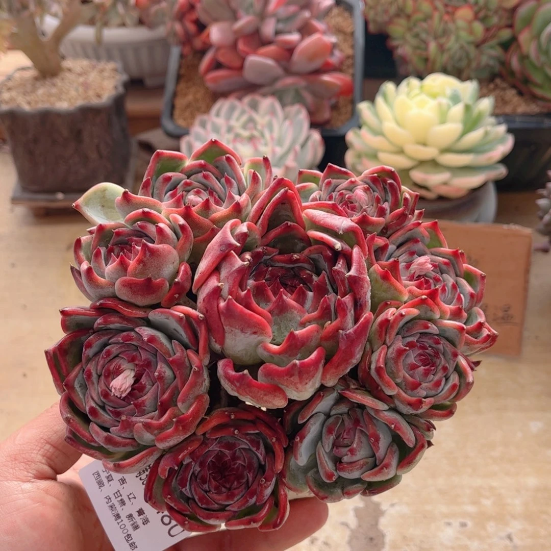 480吉娃娃德华多肉