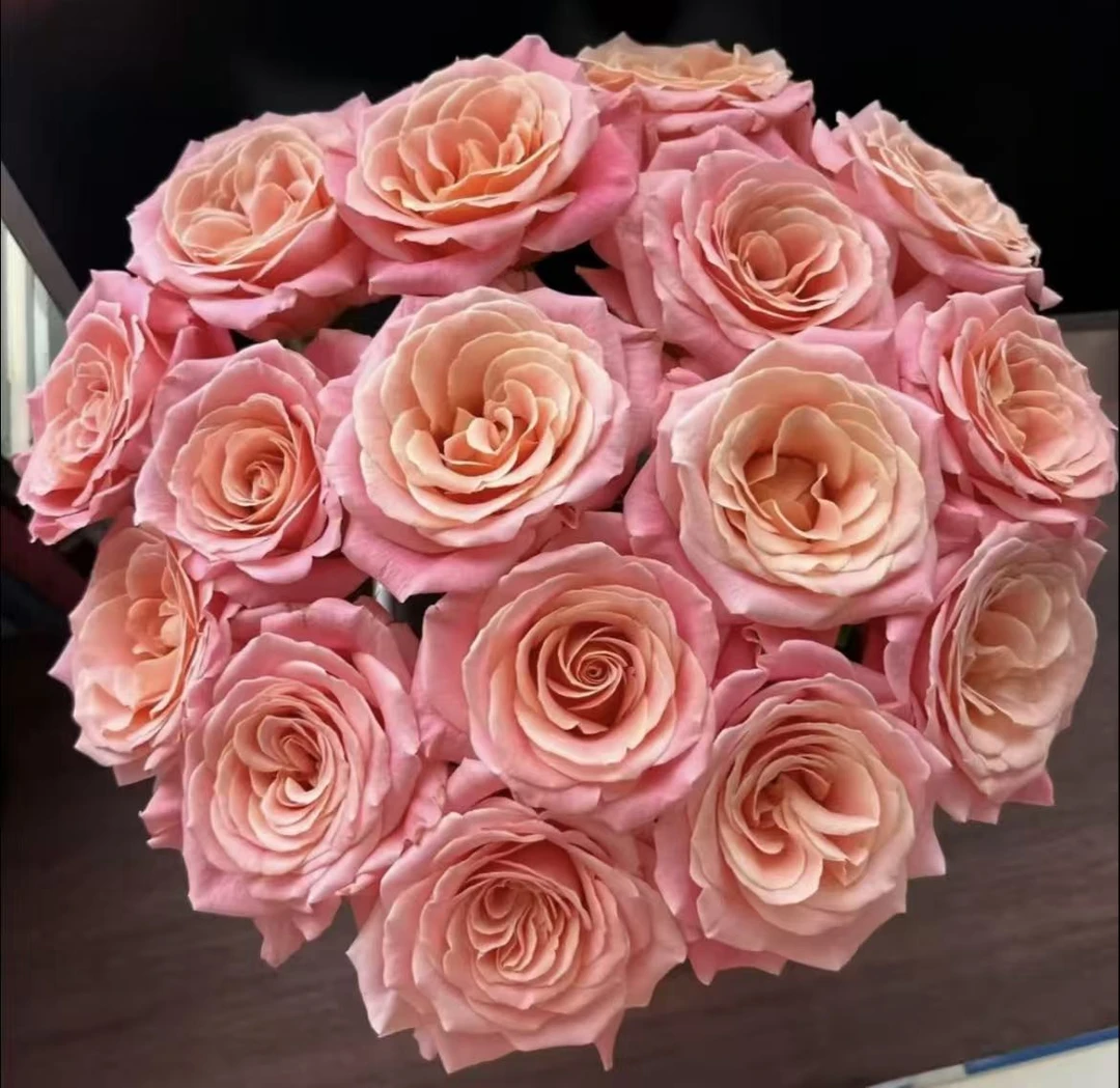 唐 【朱小姐 】独颗老桩阳台室内外星花怒放绿植盆栽