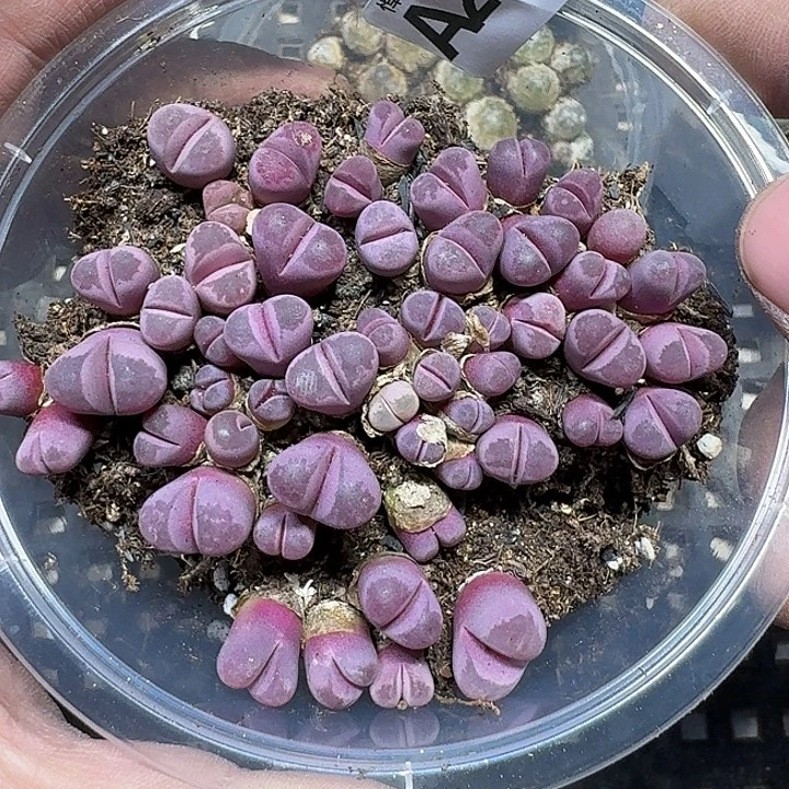 278 多肉植物多肉植物