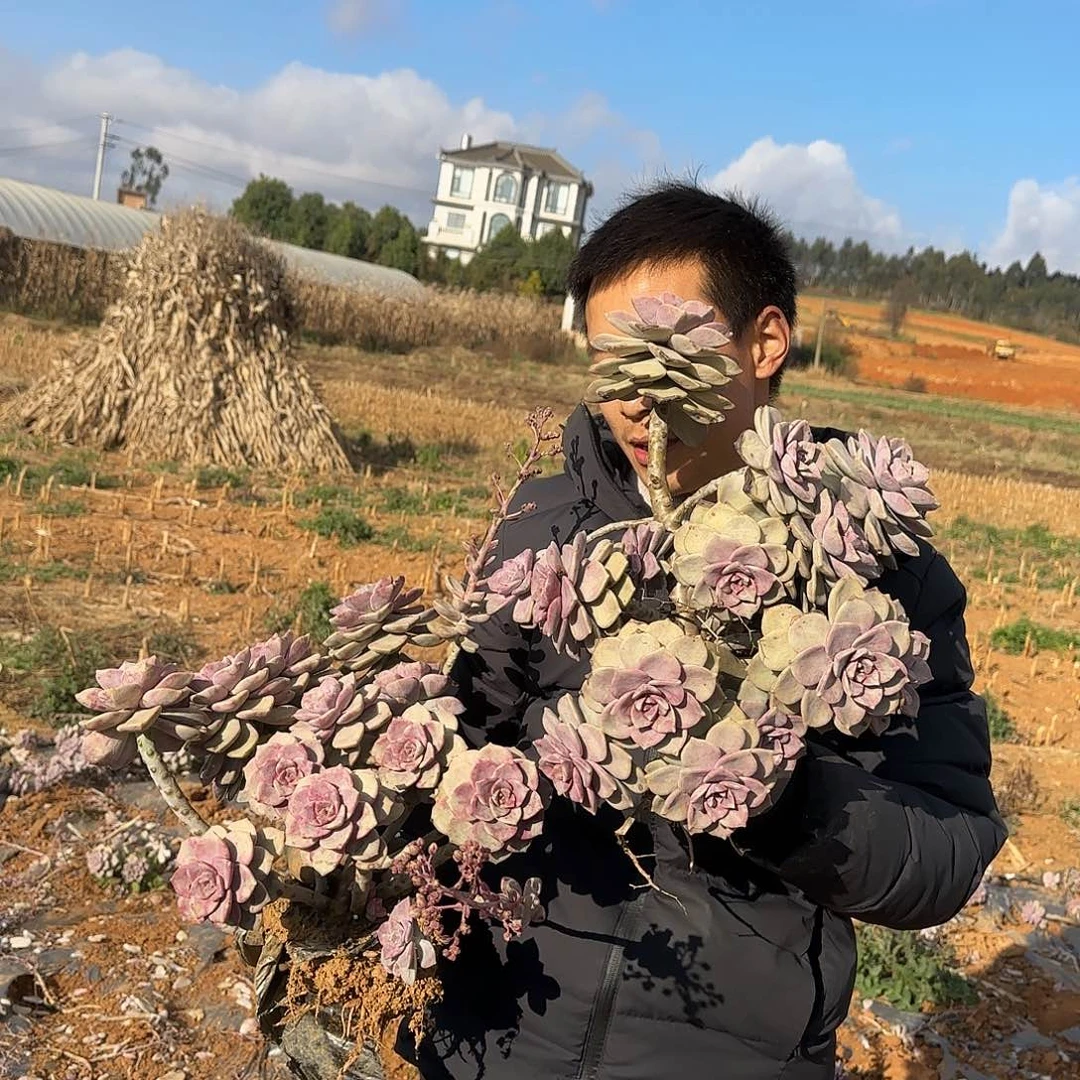 地栽紫乐多肉2棵多肉