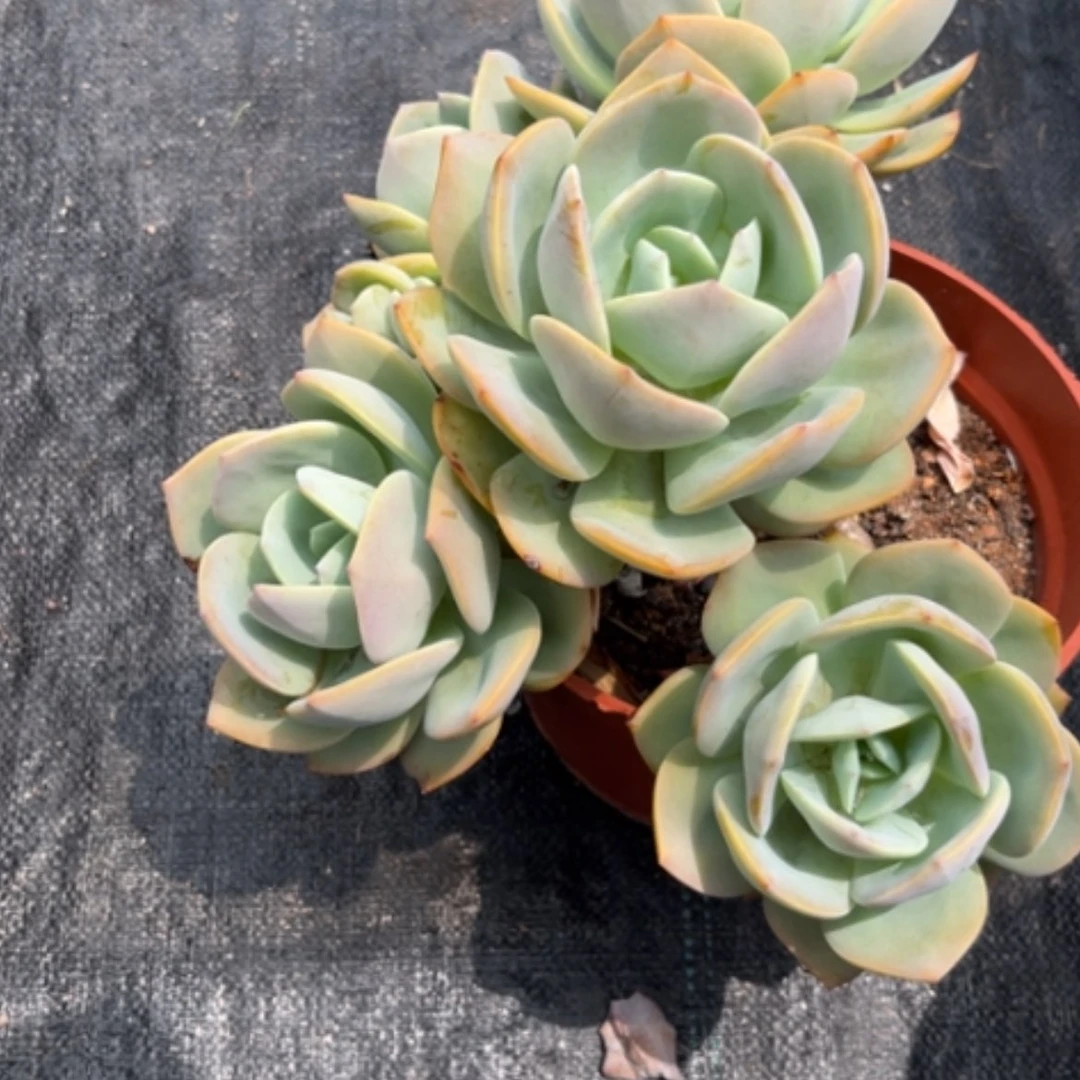 【闪购商品】徐*凤