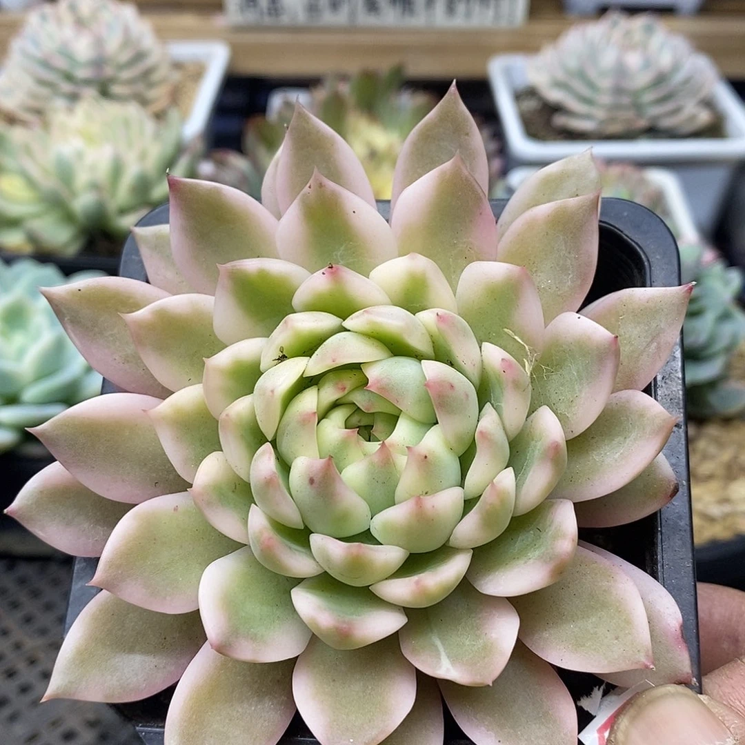 0361 大东云冰岛长茶白覆轮锦 需延时发货