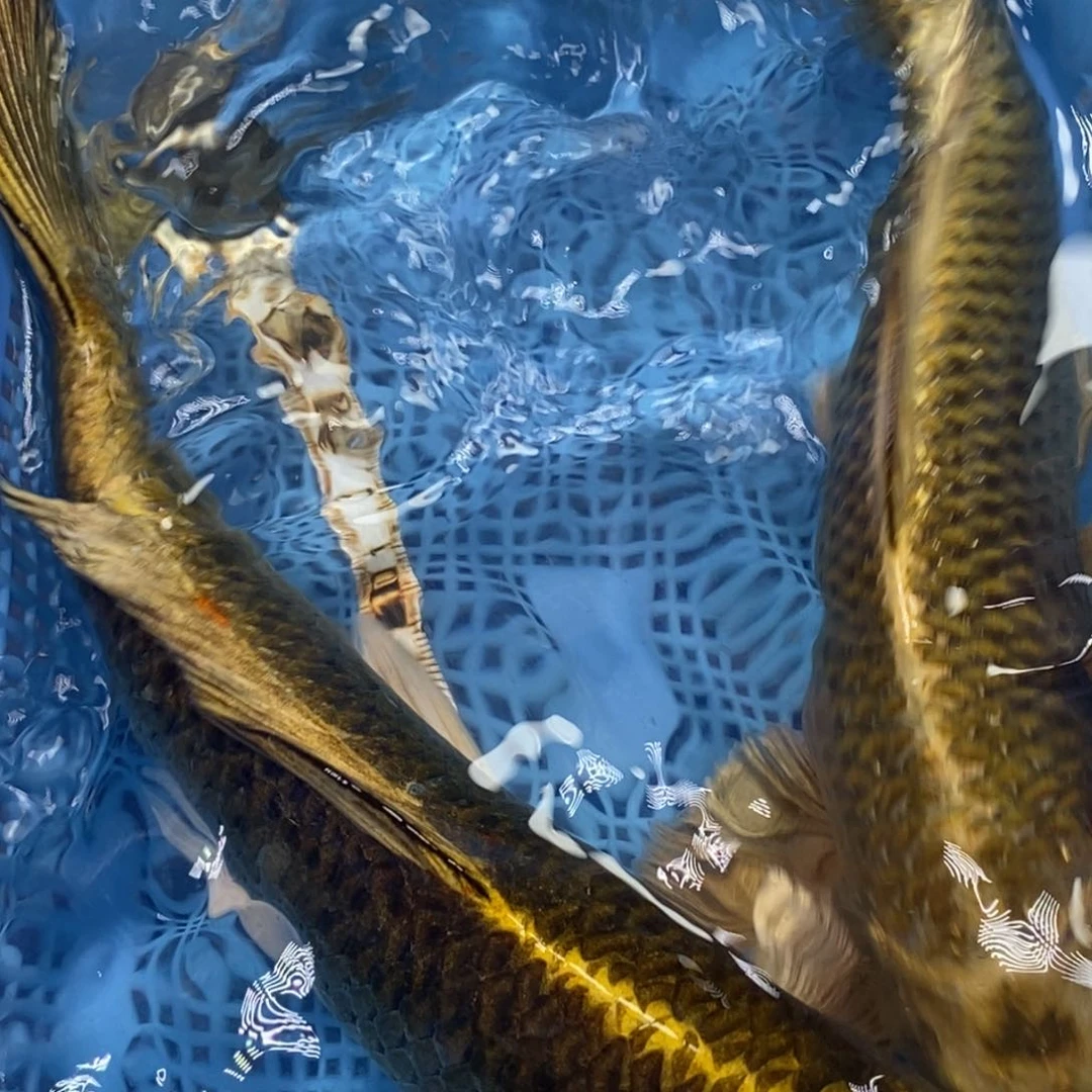 锦鲤冷水錦鯉包郵