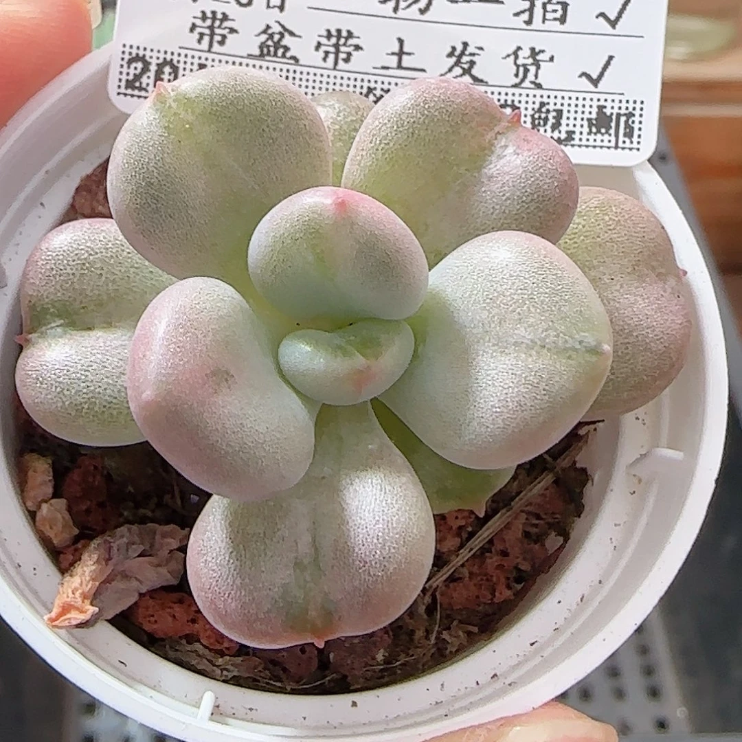 多肉0926--153比尔盖茨