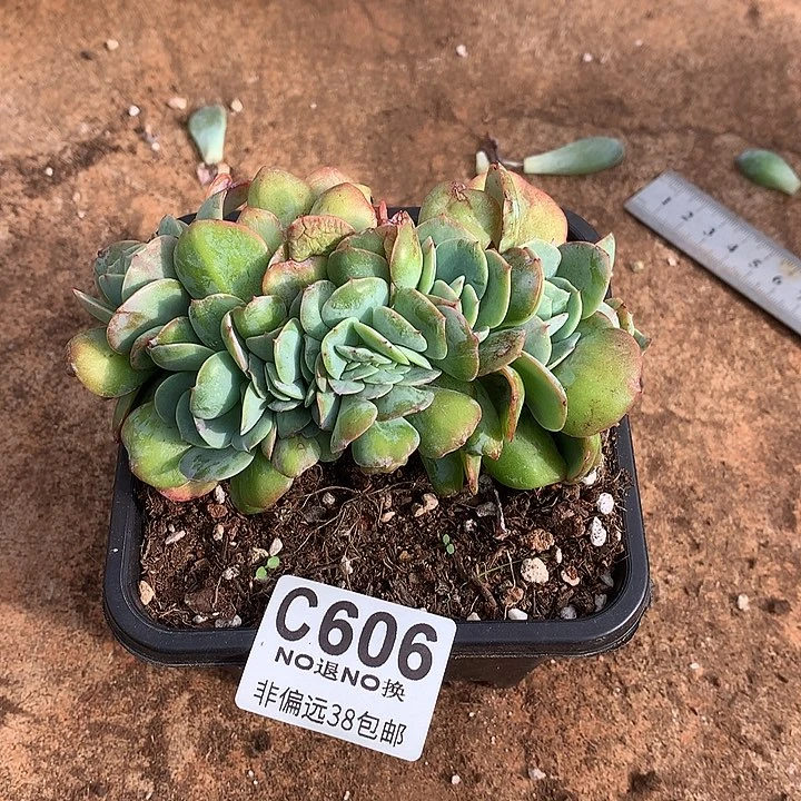 白桃朵朵10头带缀 606  满百送可爱玫瑰缀化