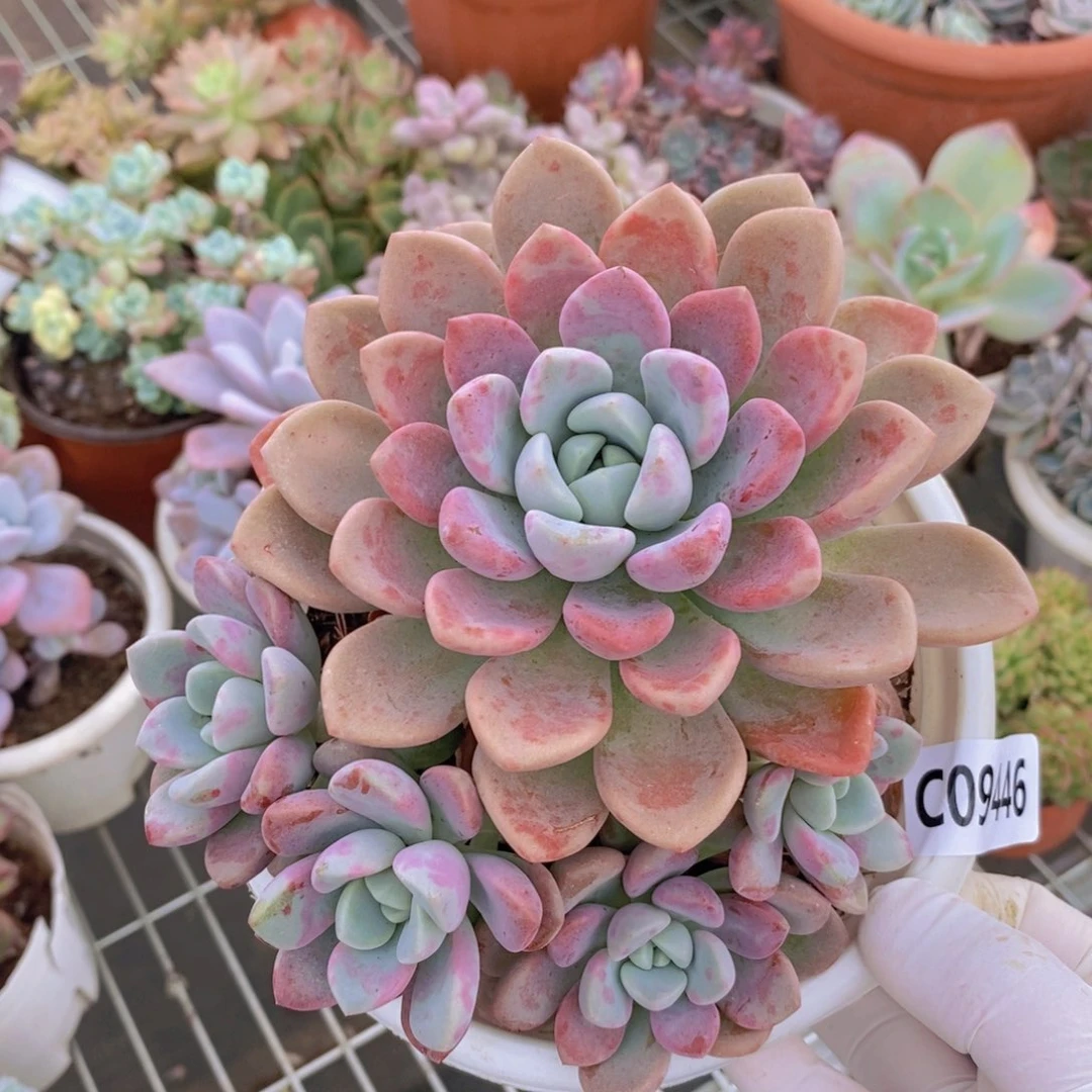 9446花斑露一物一拍