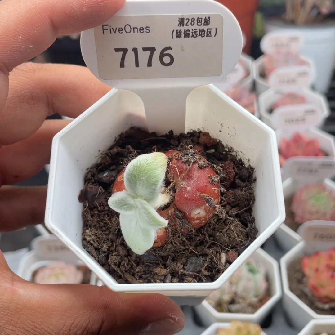 7176断崖女王3.5厘米