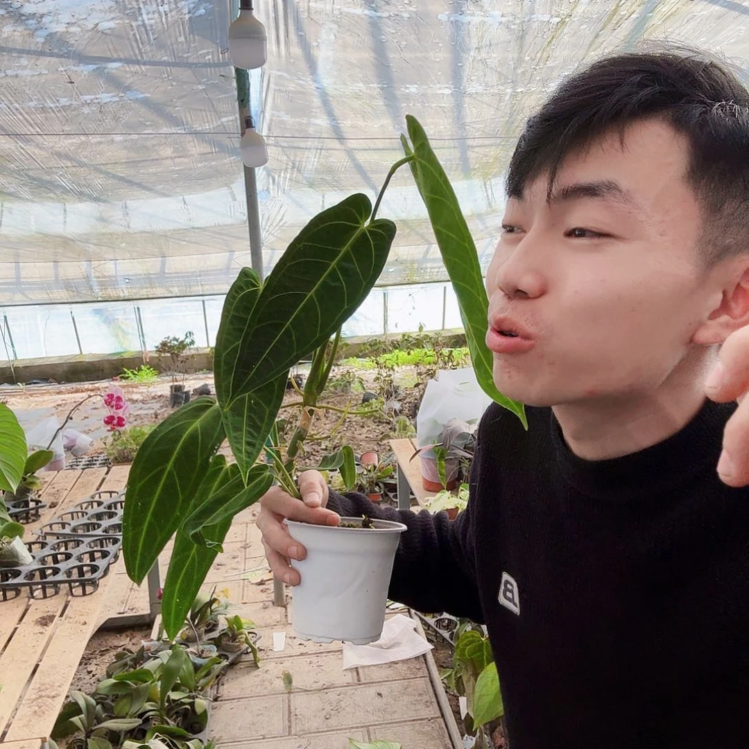 完全开放火鹤后花烛一棵