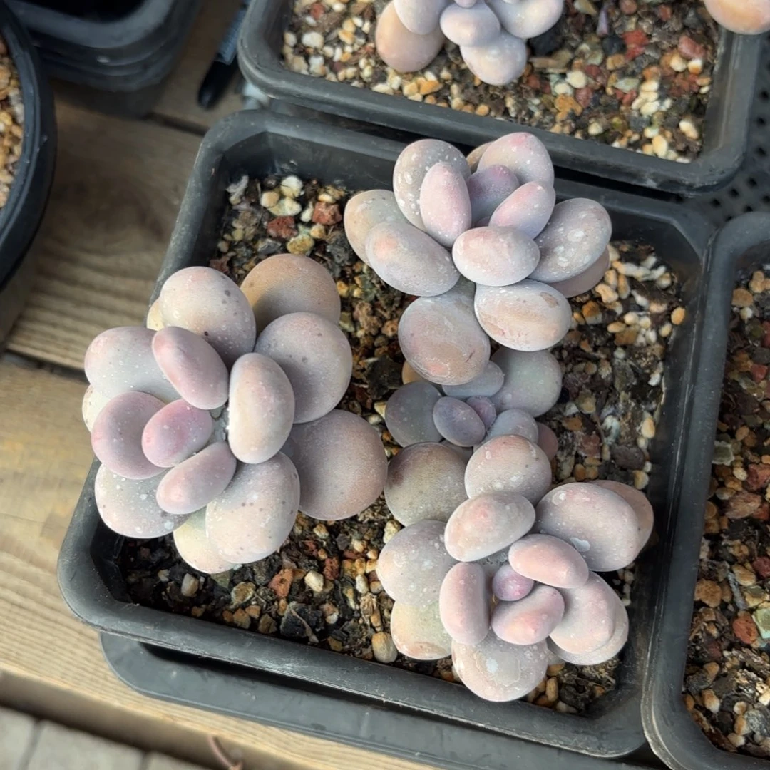 无花朵奶酪杂交1111