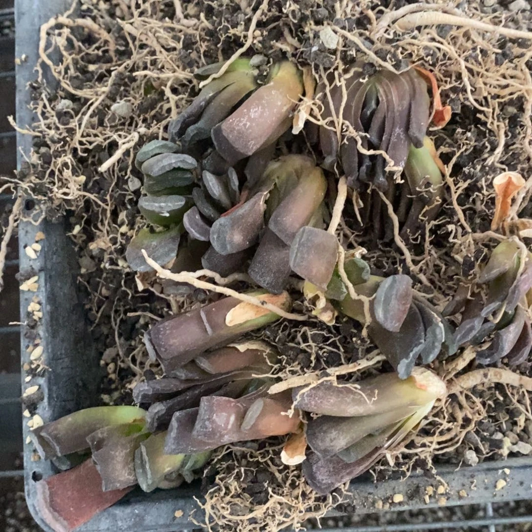 2008 一颗玉扇 有锦基因 炸弹福利