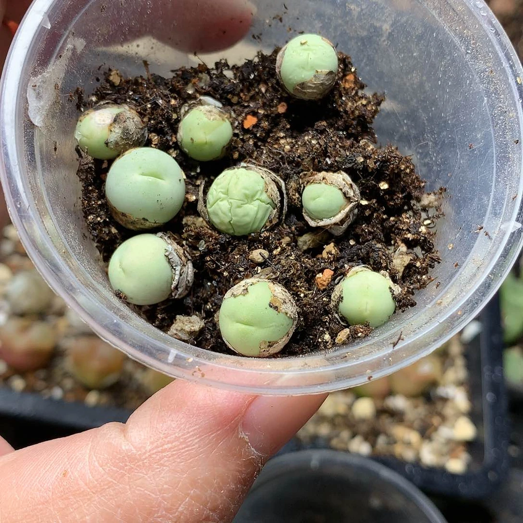 W453多肉植物保护