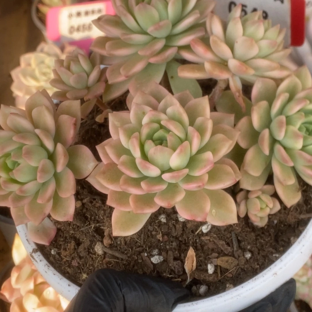 548马库斯锦锦锦锦锦锦