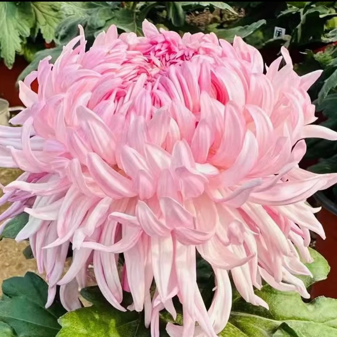 九月菊）【山海荷园】大花富贵菊花，盆栽绿植室内好养活