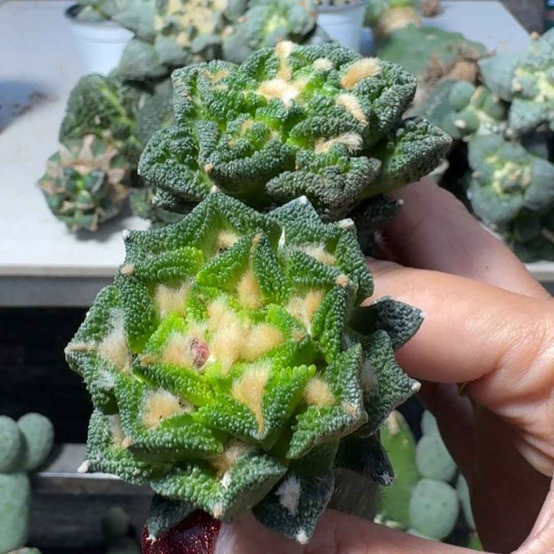 【闪购商品】无花朵L****e两颗牡丹335.357