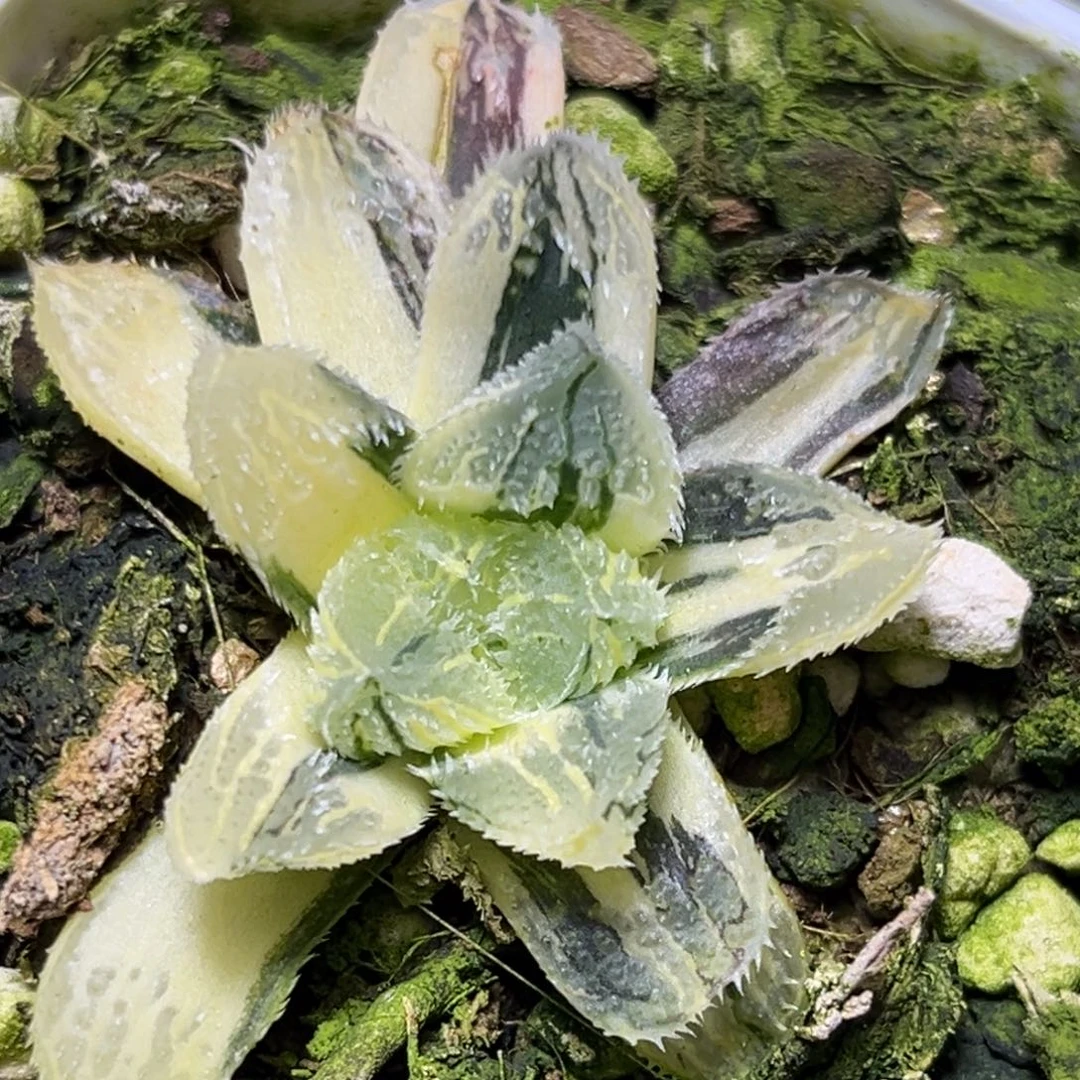 时****云恭喜发财大吉大利0319