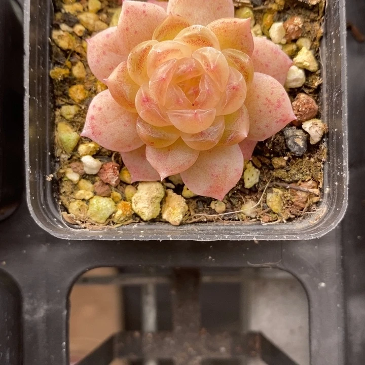 白冰 多肉 111111.5