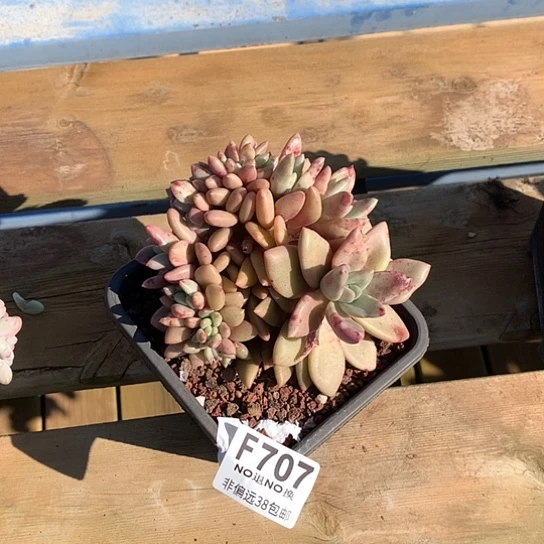 桃花源缀707 亏本处理 退款拉黑7/8天发货