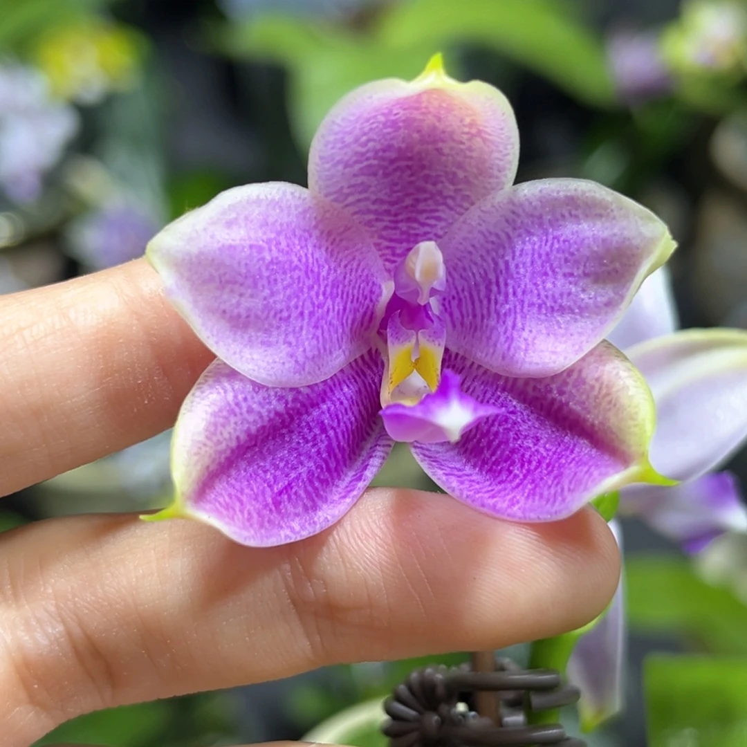 完全开放2.5寸yw08开花株