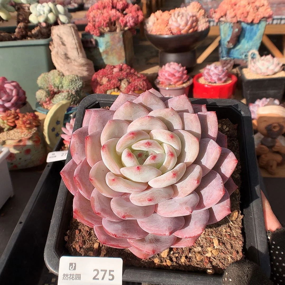 275梦露多肉植物66666