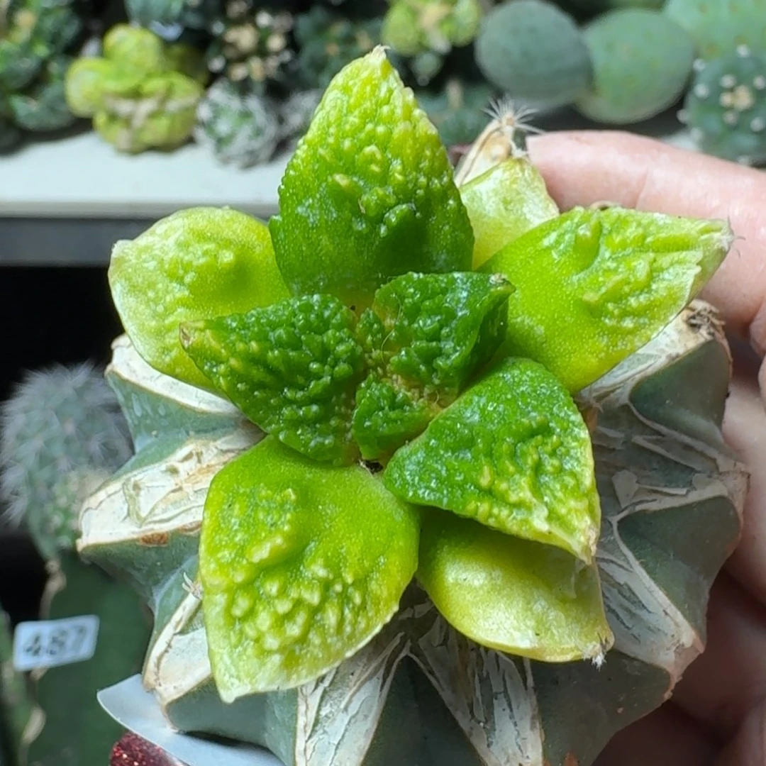 【闪购商品】无花朵哥斯拉牡丹锦488