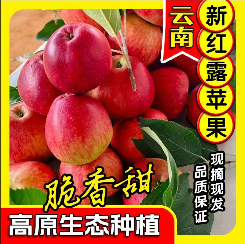2025新上市云南昭通热销新鲜红露糖心丑苹果脆甜爽口产地现摘现发