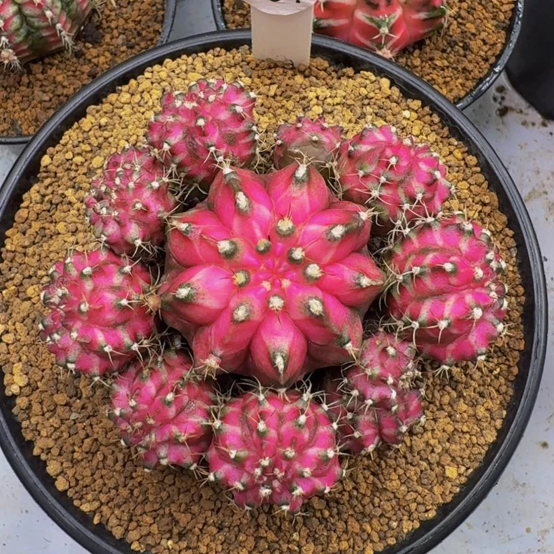 紫罗兰手捧花0000000000303