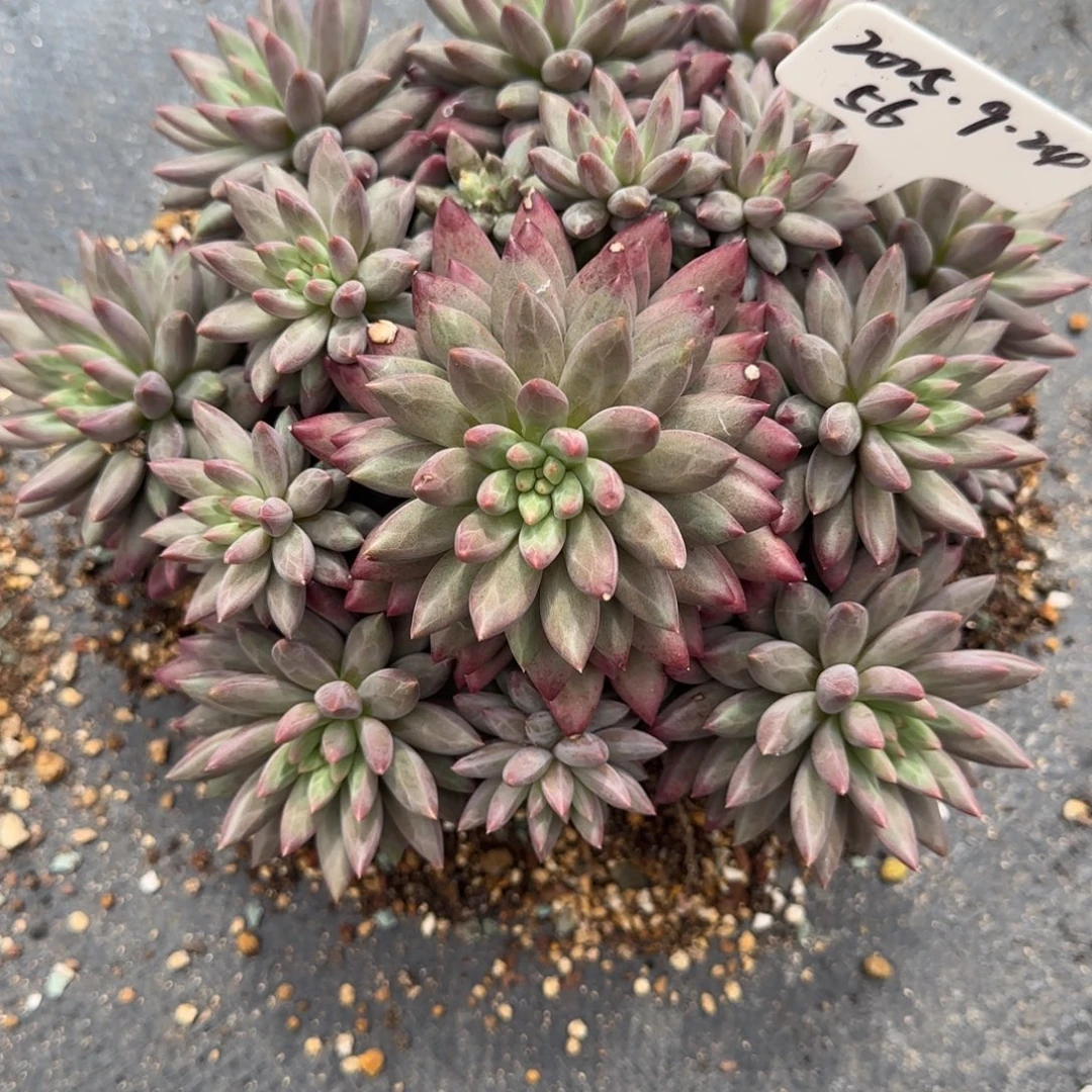 一物一拍车厘子捧花56