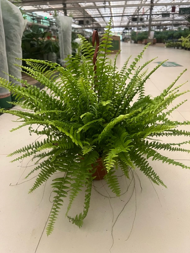 波斯顿厥盆栽室内垂吊挂墙绿植净化空气四季常青好养植物