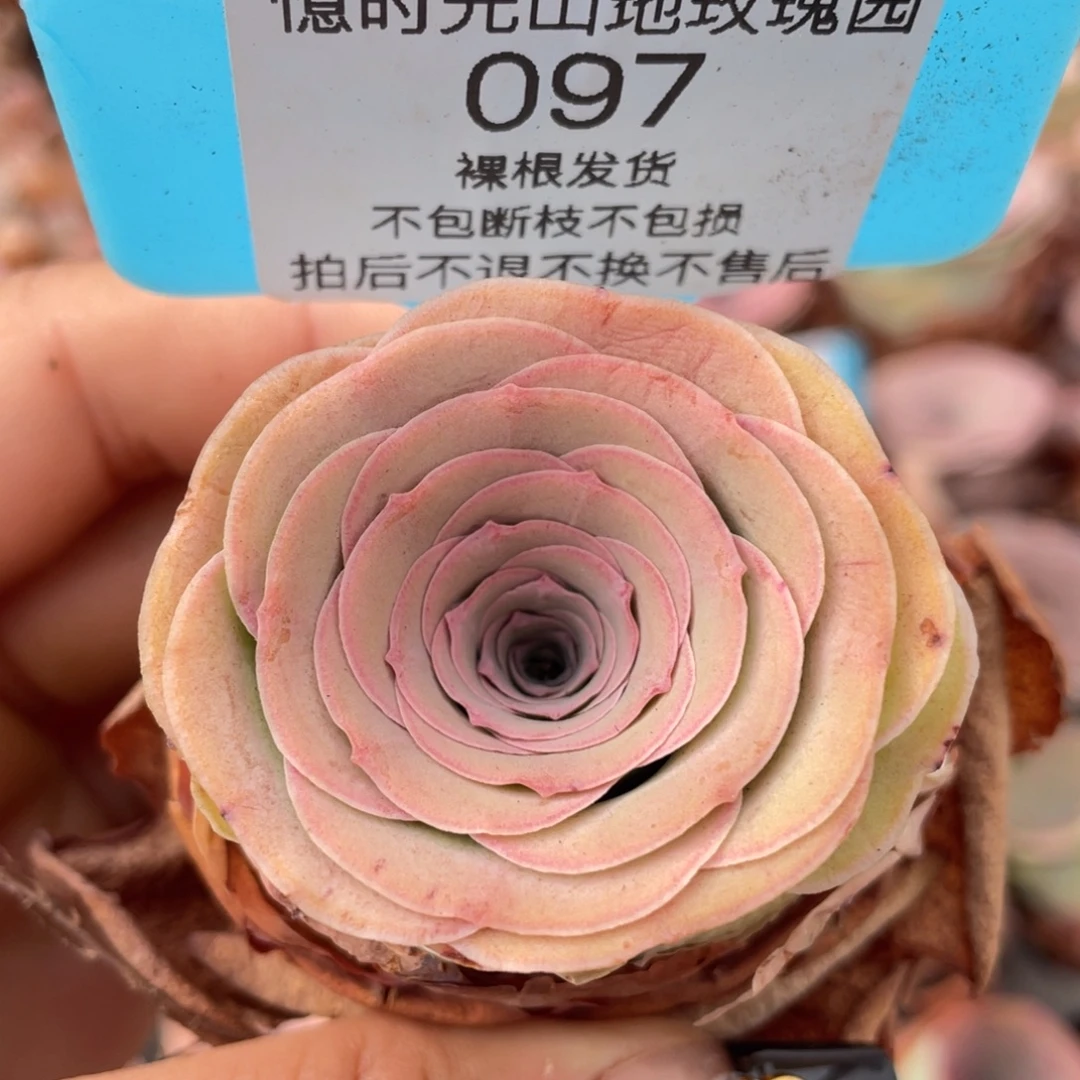 山地玫瑰097裸根发货不售后