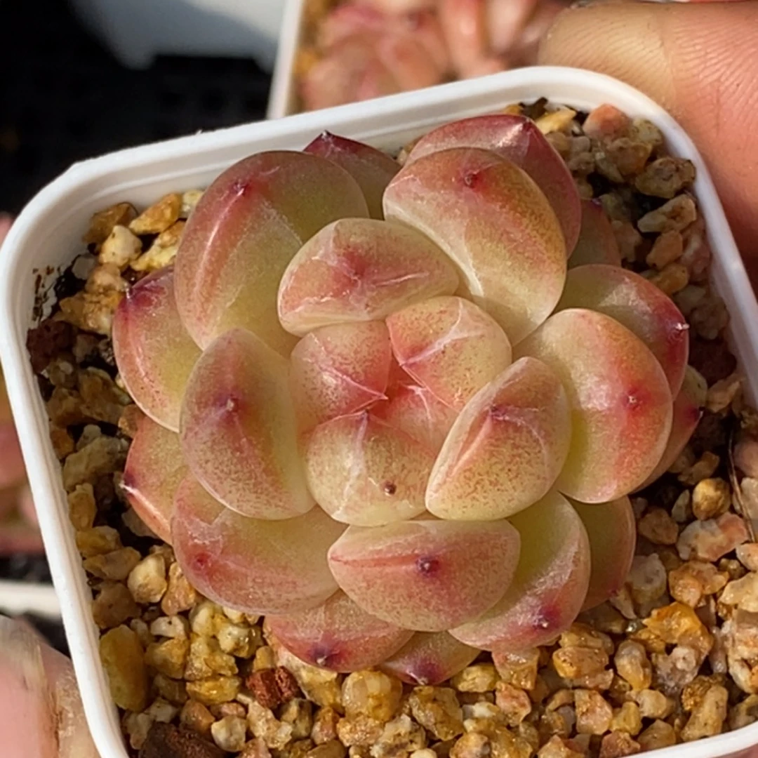 天官赐福百无禁忌