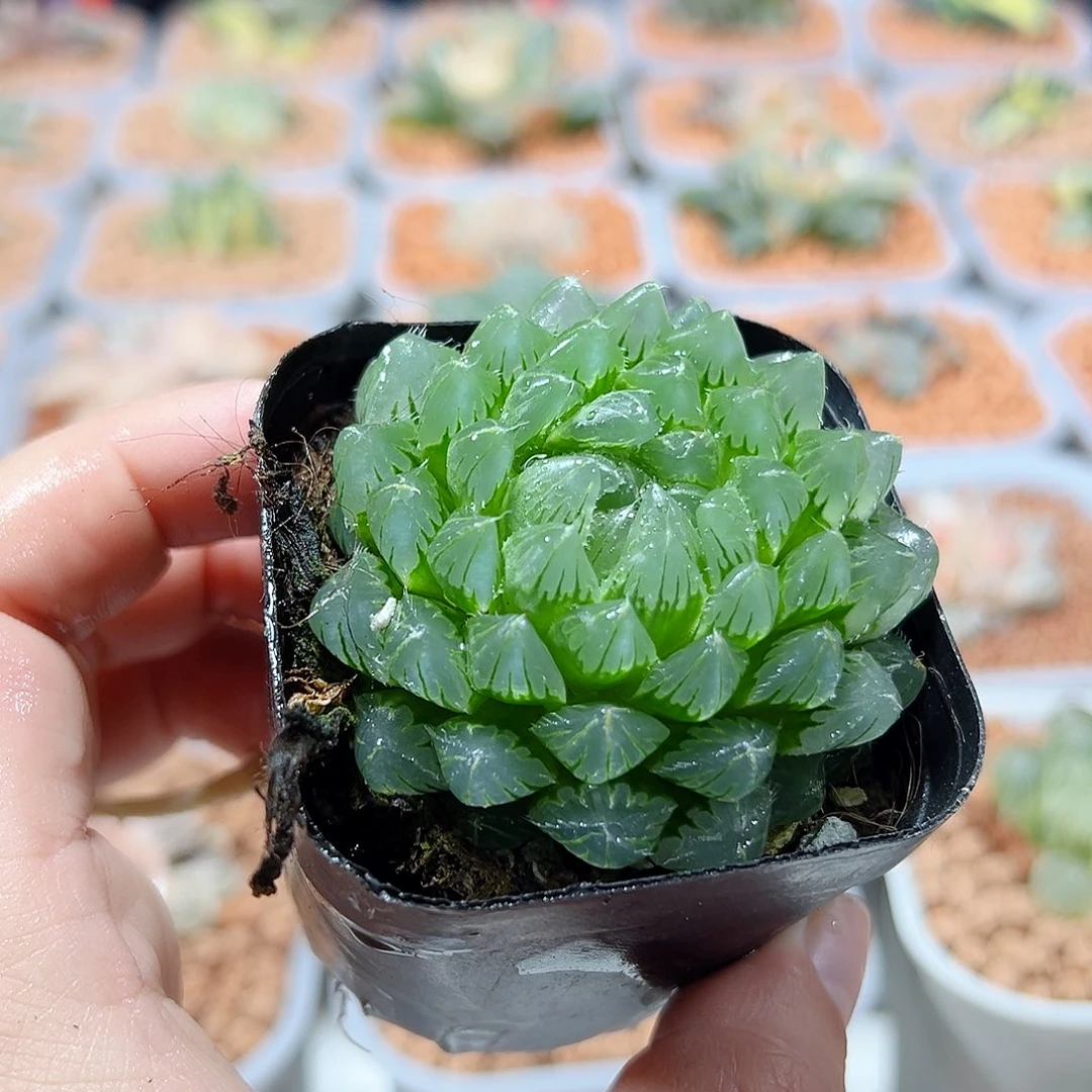 十二卷多肉冰川玉露