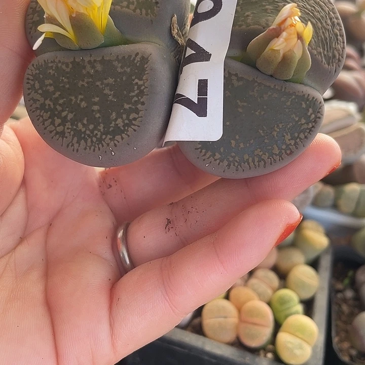 生石花一颗2头947