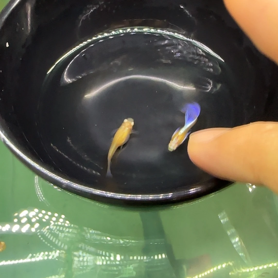 孔雀鱼紫白飞船一对