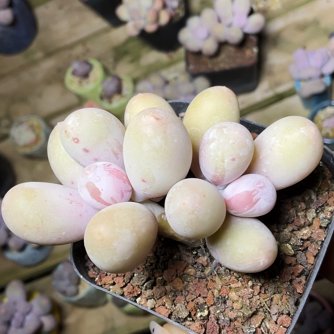 慧***多肉植物的生长发育和生长发育等