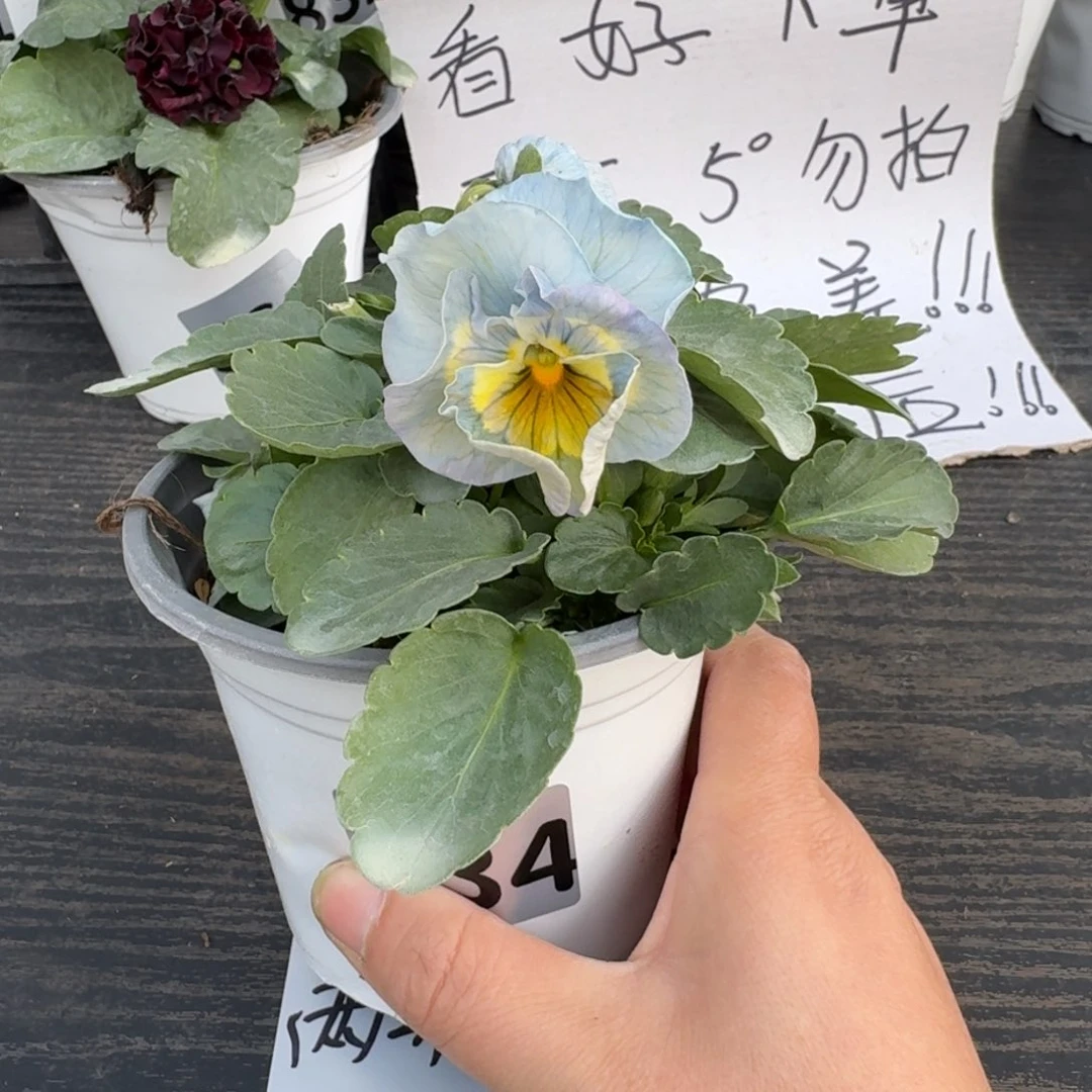 全部花朵734号蓝希尔