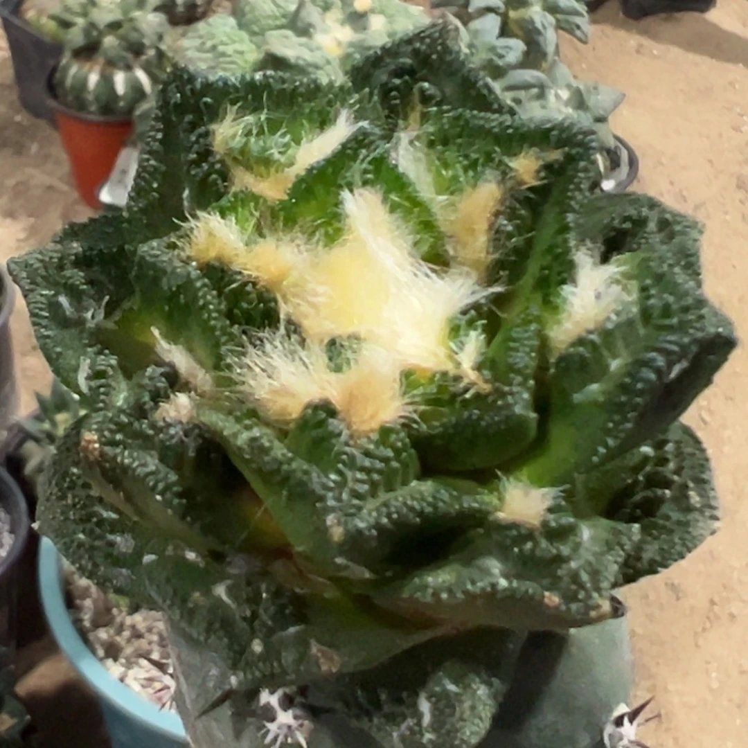 完全开放福利绣普纯辛顿024