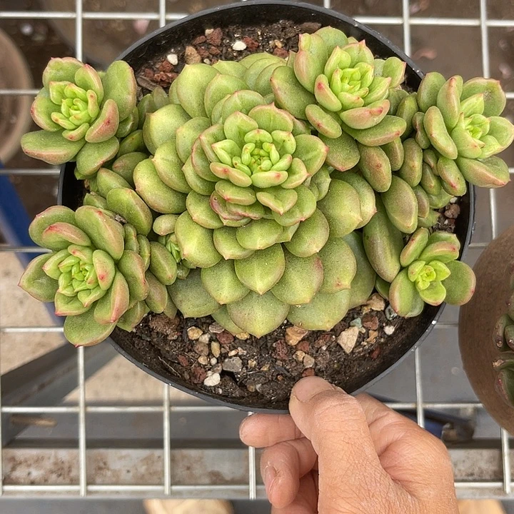 晨语多肉一物一拍苹果花